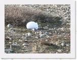 096 Arctic hare * He is eating little bits of plants from the tundra. * 2048 x 1536 * (618KB)